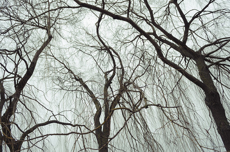 在灰色的秋天空的剧烈的光秃的柳树图片