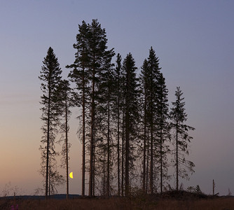 月亮在瑞典哈尔辛兰的森林里通过图片