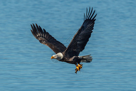 一只秃鹰在爱达荷州CoeurdAlene湖的平静蓝水之上带着一条手图片