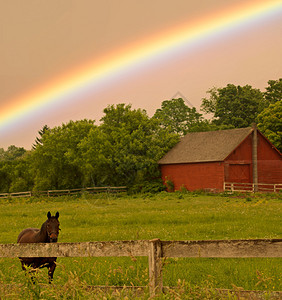 与马和彩虹的风景图片