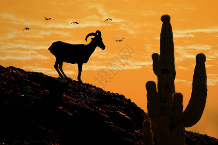 沙漠大山绵羊和萨瓜罗仙人掌鸟图片