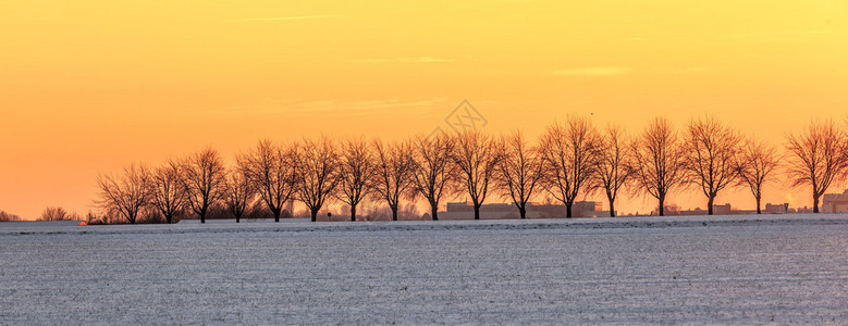 日落时有树胡同的冬季景观图片