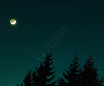 银色的恒星月亮和树影用图片