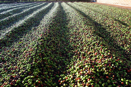 在巴西农场的地面上干燥的咖啡豆图片