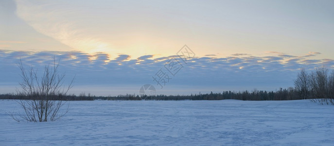 西伯利亚针叶林日出全景图片