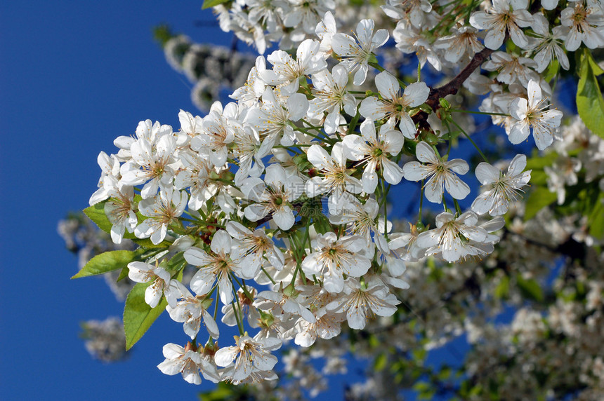 春天的樱桃树图片