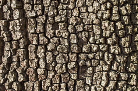老破裂的棕色树皮在树closeu图片