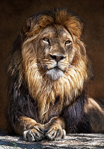 美洲豹狮子列奥是五神豹中图片