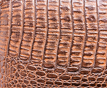 Crocodile皮革图片
