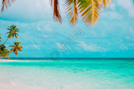 热带沙滩棕榈树图片