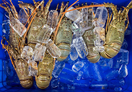 龙虾盒冰海鲜图片