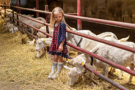 小女孩参观农场图片