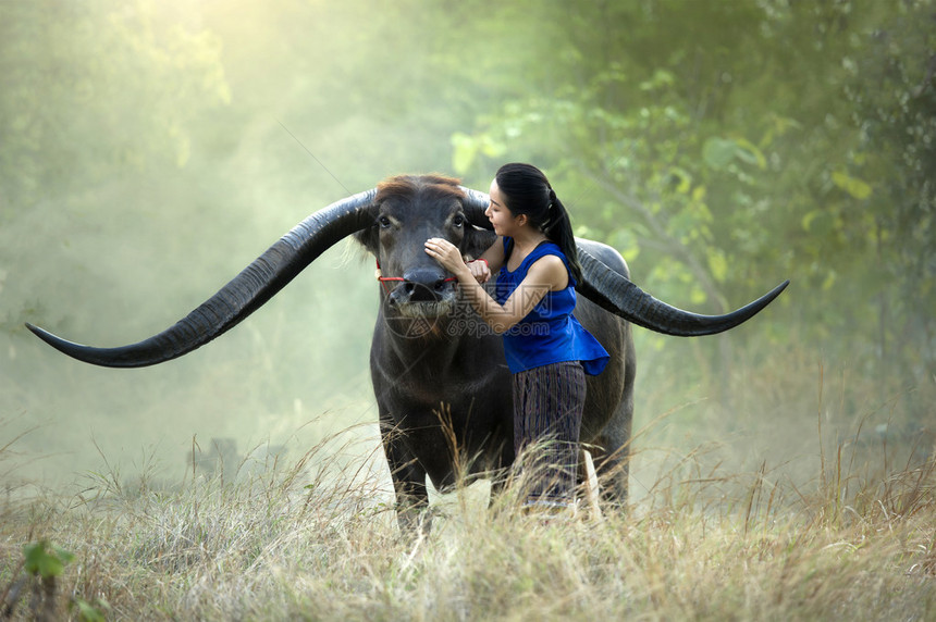 年轻女人和水牛在泰国马哈拉罕图片