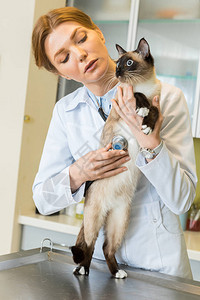 女兽医听诊猫用听诊器在诊所图片