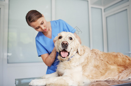 兽医诊所中的女兽医检查犬图片