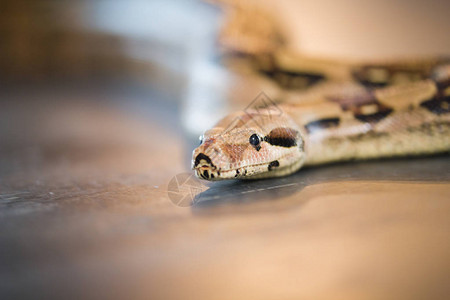 Python躺在地板上在一个图片