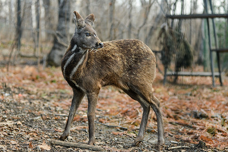 西伯利亚蒙古鹿一种罕见的一对有尖图片