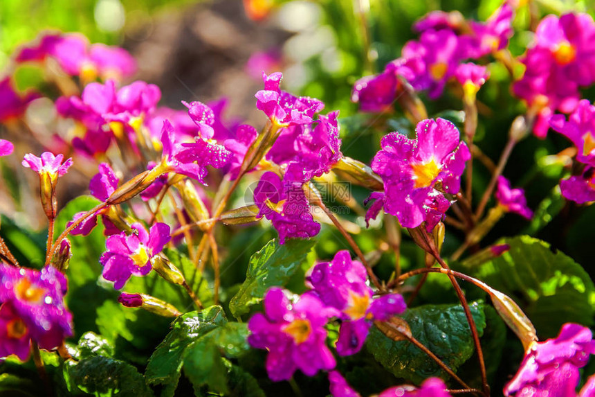 PrimrosePrimula与粉红色的花朵在柔和的阳光和模糊的散景背下图片