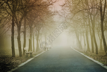 秋天公园里的雾图片