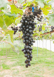 葡萄园或葡萄园中的黑葡萄黑葡萄与绿叶阳光明媚的日子里的黑葡萄园健康图片