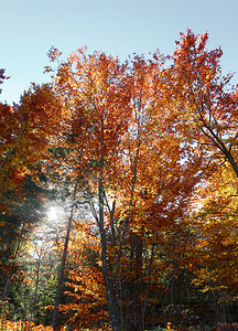 秋天有五颜六色的落叶树的森林图片