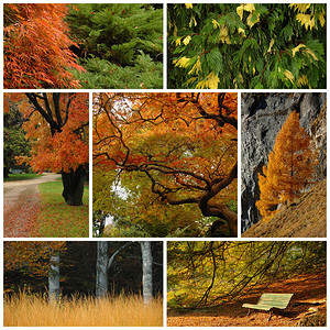 秋季自然的颜色和阴影图片