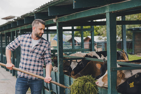 中年农民在牧场用草种喂奶牛穿着格式衬图片
