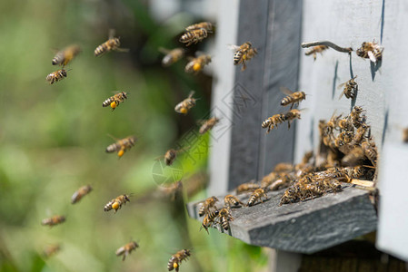 一群蜜蜂在采蜜回巢图片