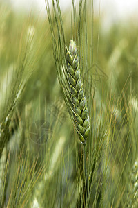 青色小麦背景图片