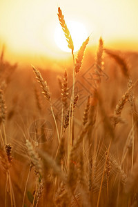 夕阳下的小麦作物麦田农业收藏。图片