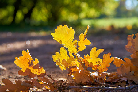 秋天在人行道上落下的橡树叶图片