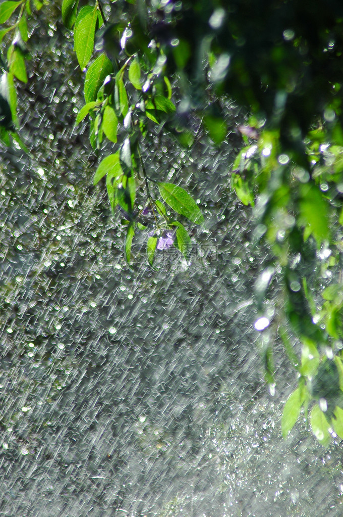 森林里的热带雨阳光照进来图片