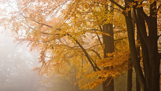 秋天的心情在森林里图片