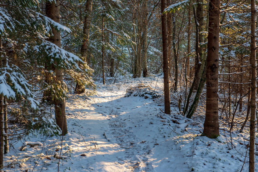 在大雪覆盖的森林中图片