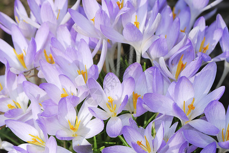 紫花的宏图片