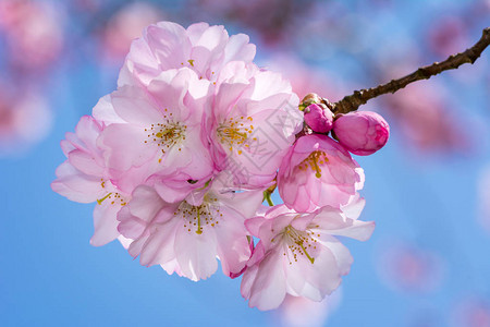 美丽的粉红色樱花特写图片