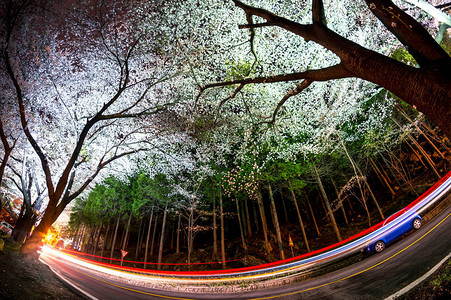 在樱花林旁的道路上行驶的汽车图片