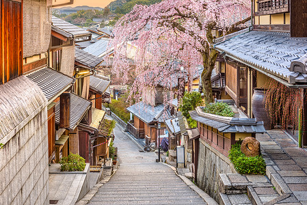 街道旁的樱花树背景图片