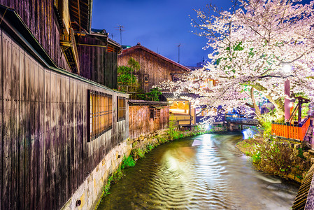 日本京都河流边的樱花树背景图片