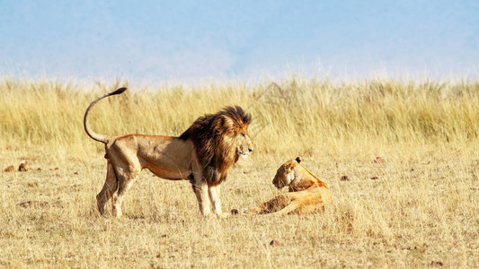 Mara草地的狮子群中高清图片