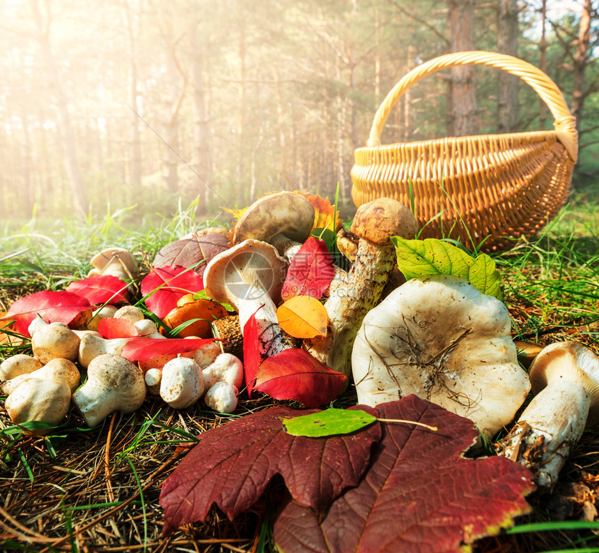 秋季的蘑菇图片