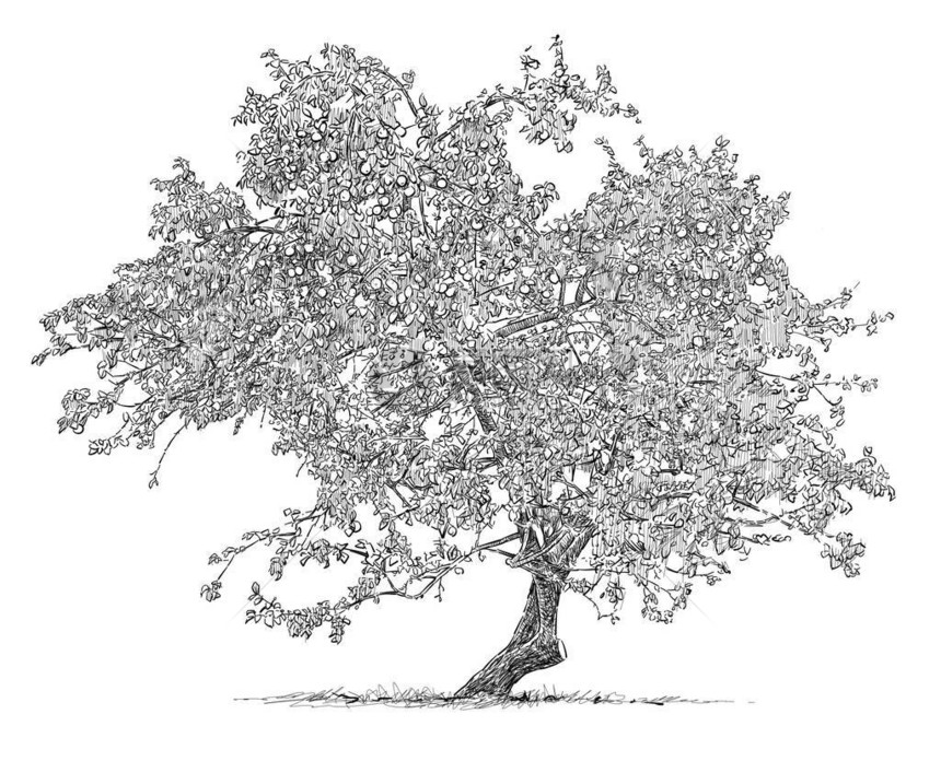 老苹果树与果实的手绘图图片