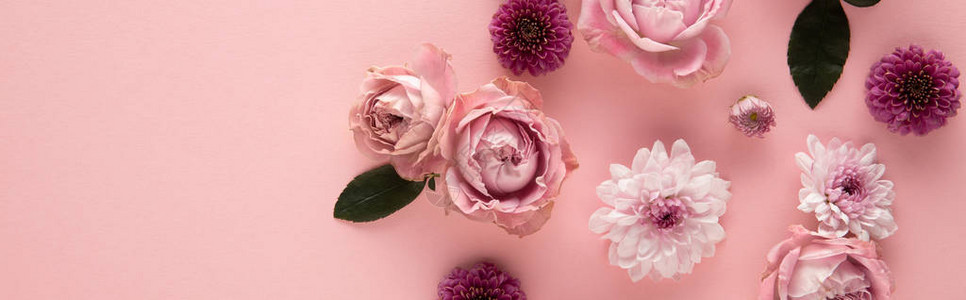 粉红色背景上盛开的春花的顶视图全景拍摄背景图片