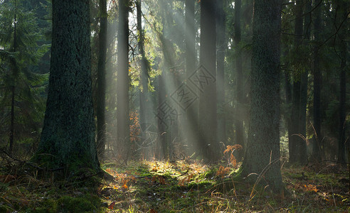 森林日出时雾蒙的秋季针叶林图片