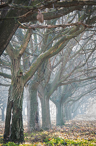 雾中胡桃木图片