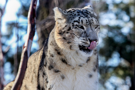 白雪豹Panthera图片