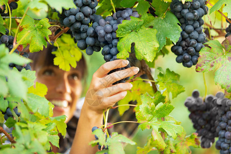 漂亮微笑的女人在酿酒厂葡萄园的葡萄藤上检查一串成熟的黑葡萄图片