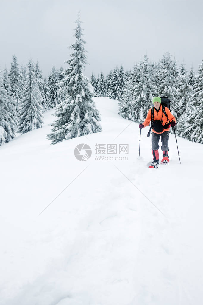 登山者在Gorgany山的雪林中行走图片