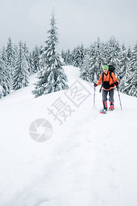 登山者在Gorgany山的雪林中行走图片