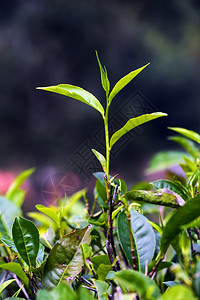 斯里兰卡美丽的高地茶图片